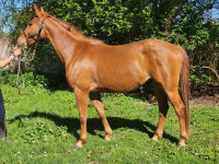 Vente de cheval : Matisse