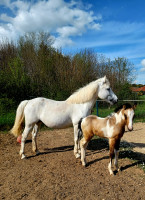 Vente de cheval : Qualen Loarwenn 