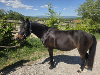 Vente de poney