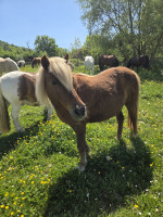 Vente de poney