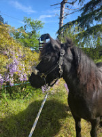 Vente de poney