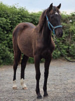 Vente de cheval : PANDORA DE ROYON