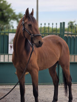 Vente de cheval : MANOLO