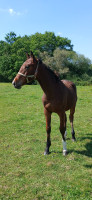 Vente de cheval : PADAWAN DE KESANE