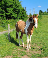 Vente de cheval : Pegasus Saint Titi