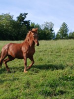 Vente de cheval : V�v�
