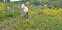 Vente de cheval : LINOTE DU DEVEY