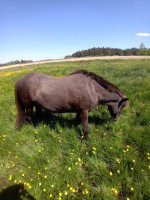 Vente de poney