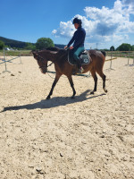 Vente de cheval : Karmen
