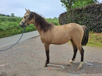 Vente de cheval : Bueno du Bard�