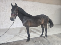 Vente de poney