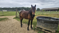 Vente de poney