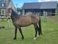 Vente de poney