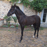 Vente de cheval : Querido de Barbat