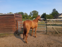 Vente de cheval : Licorne de la joie
