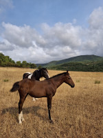 Vente de cheval : Queen