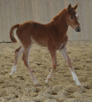 Vente de cheval : Quom�te la ch�nerie 
