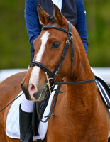 Vente de cheval : Joconde de Chapon