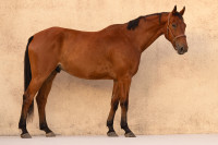 Vente de cheval : HARLEY DE RIVERLAND