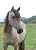 Vente de cheval : Nikita