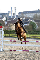 Vente de cheval : Forbreaker 