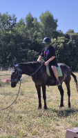 Vente de cheval : Mistral