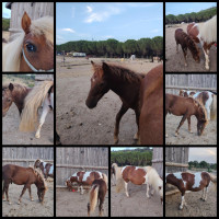 Vente de poney