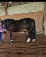 Vente de poney