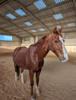 Vente de cheval : Calva de kernevez 