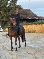 Vente de cheval : Territorio