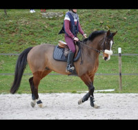 Vente de cheval : Dylhan Batilly