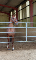 Vente de cheval : Kimbara