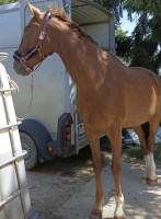 Vente de cheval : Jumper Jack