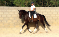 Vente de cheval : Orlando