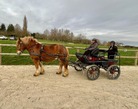 Vente de cheval : kaline d'evrigny 