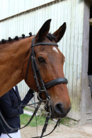 Vente de cheval : Radja de Locquillec 
