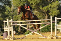 Vente de cheval : Urey Du Chaussy