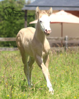 Vente de cheval : QUINOA WHIZ PRIMROSE