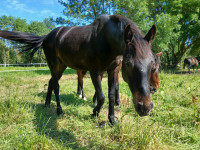 Vente de cheval : Origin'L