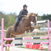 Vente de poney