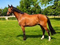 Vente de cheval : Cajou
