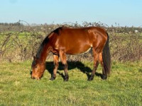 Vente de cheval : Koopka EL 