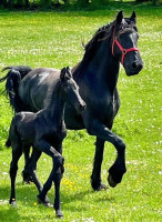 Vente de cheval : Dukke Vd Toarnwerterleane