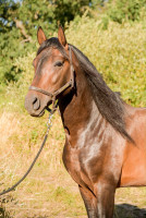 Vente de cheval : Horizonte de pereda 