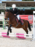 Vente de cheval : Brigand