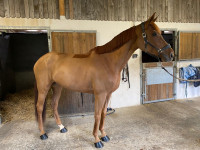 Vente de cheval : Hermosa de la rosiere 