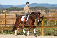 Vente de cheval : Orpheus