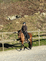 Vente de cheval : Alto