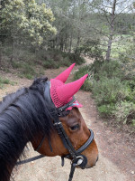 Vente de cheval : Diamant are girls best friend 