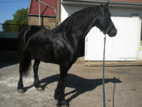 Vente de cheval : Noa